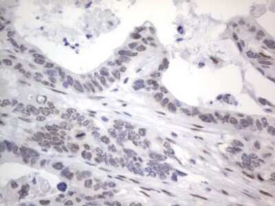 Immunohistochemistry: A2BP1 Antibody (OTI4F9) - Azide and BSA Free [NBP2-71965]