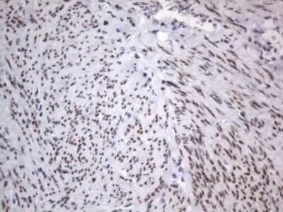 Immunohistochemistry: A2BP1 Antibody (OTI4F9) - Azide and BSA Free [NBP2-71965]