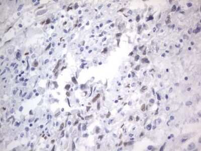 Immunohistochemistry: A2BP1 Antibody (OTI4F9) - Azide and BSA Free [NBP2-71965]