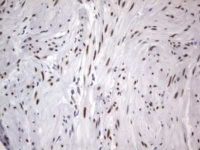 Immunohistochemistry: A2BP1 Antibody (OTI4F9) - Azide and BSA Free [NBP2-71965]