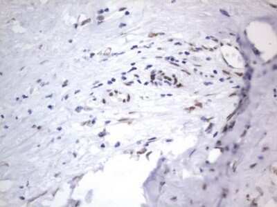 Immunohistochemistry: A2BP1 Antibody (OTI4F9) - Azide and BSA Free [NBP2-71965]