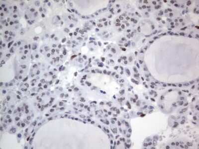 Immunohistochemistry: A2BP1 Antibody (OTI4F9) - Azide and BSA Free [NBP2-71965]