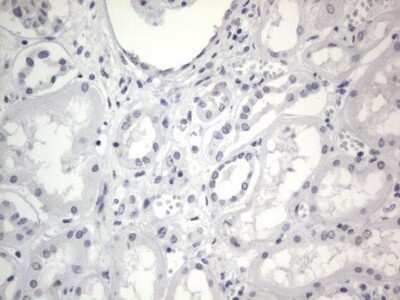 Immunohistochemistry: A2BP1 Antibody (OTI4F9) - Azide and BSA Free [NBP2-71965]