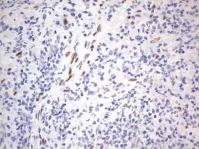 Immunohistochemistry: A2BP1 Antibody (OTI4F9) - Azide and BSA Free [NBP2-71965]