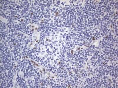 Immunohistochemistry: A2BP1 Antibody (OTI4F9) - Azide and BSA Free [NBP2-71965]