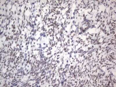 Immunohistochemistry: A2BP1 Antibody (OTI4F9) - Azide and BSA Free [NBP2-71965]