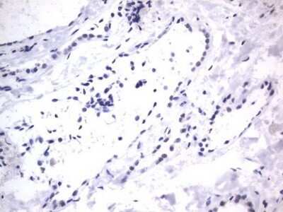 Immunohistochemistry: A2BP1 Antibody (OTI4F9) - Azide and BSA Free [NBP2-71965]