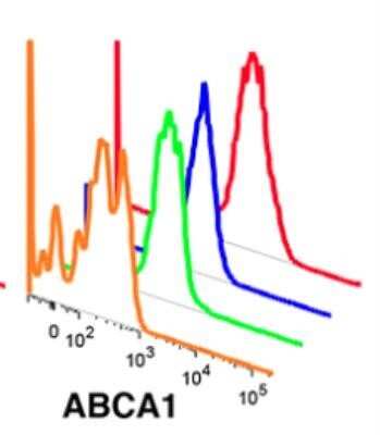 Flow Cytometry Analysis of Human Adipose Tissue Macrophage Subsets Stained with FITC Conjugated ABCA1 Antibody