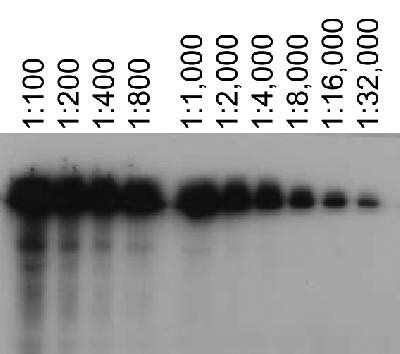Western Blot: ABCA7 Antibody (7A1-144) [NB400-163]