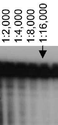 Western Blot: ABCA7 Antibody (7A1-144) [NB400-163]
