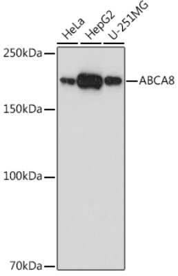 Western Blot: ABCA8 AntibodyAzide and BSA Free [NBP3-16046]