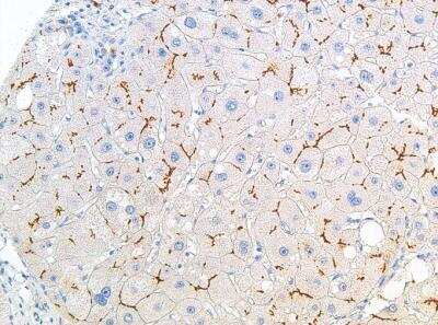 Immunohistochemistry-Paraffin: ABCB11 Antibody (IHC518) [NBP2-75980]