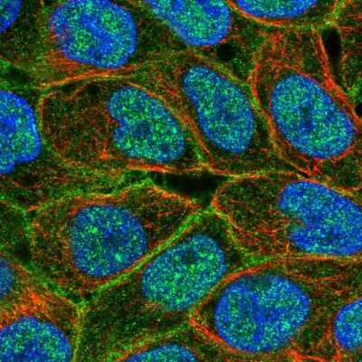 Immunocytochemistry/ Immunofluorescence: ABCC5 Antibody [NBP2-55479]