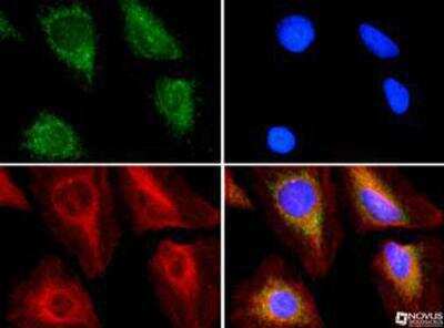 Immunocytochemistry/ Immunofluorescence: ABCE1 Antibody - BSA Free [NB400-116]