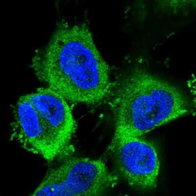 Immunocytochemistry/ Immunofluorescence: ABCE1 Antibody [NBP2-58061]