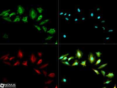 Immunocytochemistry/ Immunofluorescence: ABCF2 Antibody [NB400-115]