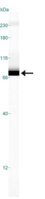 Simple Western: ABCF2 Antibody [NB400-115]