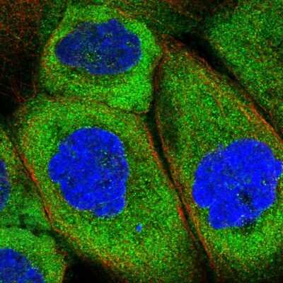 Immunocytochemistry/ Immunofluorescence: ABCF3 Antibody [NBP1-84781]