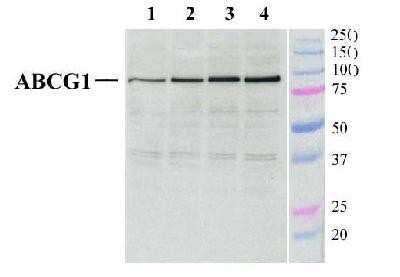 Western Blot: ABCG1 AntibodyBSA Free [NB400-132]