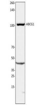 Western Blot: ABCG1 AntibodyBSA Free [NB400-132]