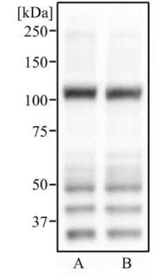 Western Blot: ABCG1 AntibodyBSA Free [NB400-132]