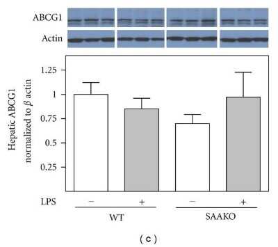 Western Blot: ABCG1 AntibodyBSA Free [NB400-132]