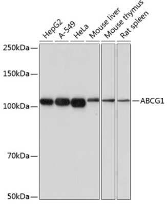 Western Blot: ABCG1 Antibody (4Y7B3) [NBP3-15558]