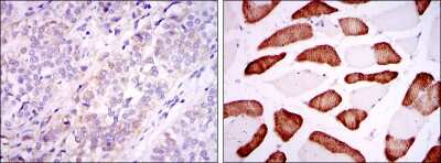 Immunohistochemistry-Paraffin: ABCG2/CD338 Antibody (3G8) - BSA Free [NBP2-22124]
