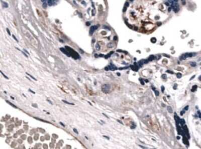 Immunohistochemistry-Paraffin: ABCG2/CD338 Antibody (MM0047-2J39) - Azide and BSA Free [NB110-93511]