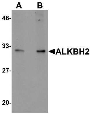 Western Blot: ABH2 AntibodyBSA Free [NBP1-76276]