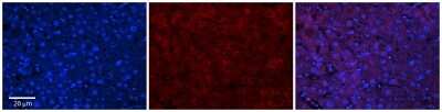 Immunohistochemistry-Paraffin: ABHD14A Antibody [NBP2-84374]