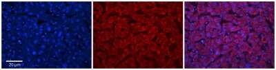 Immunohistochemistry-Paraffin: ABHD14A Antibody [NBP2-84375]