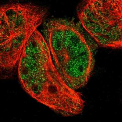 Immunocytochemistry/ Immunofluorescence: ABHD4 Antibody [NBP1-83711]