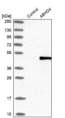 Western Blot: ABHD4 Antibody [NBP1-83711]