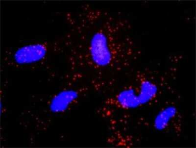 Proximity Ligation Assay: ABL2 Antibody (6D5) [H00000027-M03]