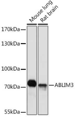 Western Blot: ABLIM3 AntibodyAzide and BSA Free [NBP3-15547]