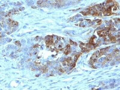 Immunohistochemistry-Paraffin: ABO, Blood Group H Antigen Antibody (19-OLE) [NBP2-44628]