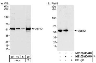 Western Blot: ABRO Antibody [NB100-60448]