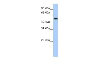 Western Blot: ABRO Antibody [NBP1-56788]