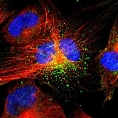 Immunocytochemistry/ Immunofluorescence: ACAA1 Antibody [NBP1-86128]