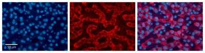 Immunohistochemistry: ACAA1 Antibody [NBP1-55156]