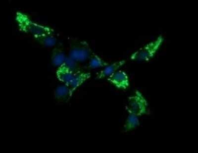 Immunocytochemistry/ Immunofluorescence: ACAA2 Antibody (OTI1C10) - Azide and BSA Free [NBP2-71602]