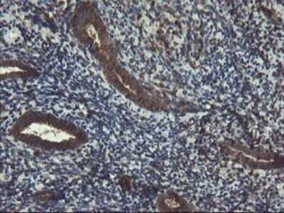 Immunohistochemistry: ACBD3 Antibody (OTI1G2) [NBP2-46478]