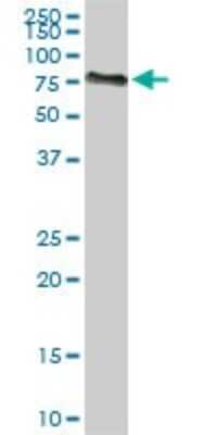 Western Blot: ACBD3 Antibody (2G2) [H00064746-M01]