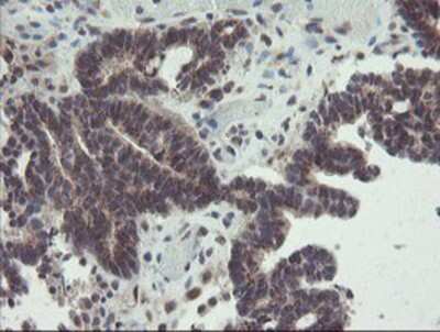 Immunohistochemistry-Paraffin: ACBD3 Antibody (OTI3A1) [NBP2-03720]