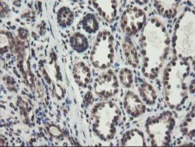 Immunohistochemistry-Paraffin: ACBD3 Antibody (OTI3A1) [NBP2-03720]