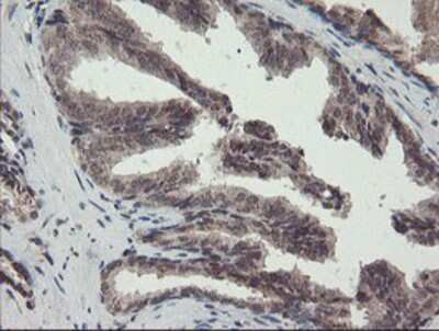 Immunohistochemistry-Paraffin: ACBD3 Antibody (OTI3A1) [NBP2-03720]
