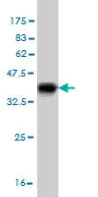 Western Blot: ACBD3 Antibody (5F12) [H00064746-M03-100ug]