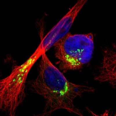 Immunocytochemistry/ Immunofluorescence: ACBD3 Antibody [NBP1-83379]