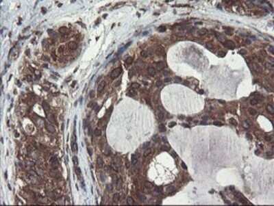 Immunohistochemistry: ACBD3 Antibody (OTI1G2) - Azide and BSA Free [NBP2-72148]